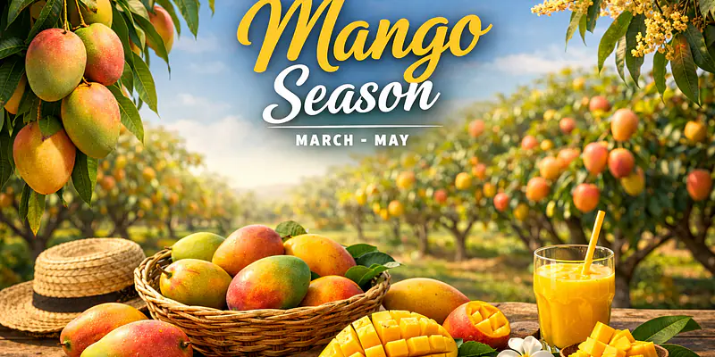 MAgnificent MAngoes form MArch to MAy