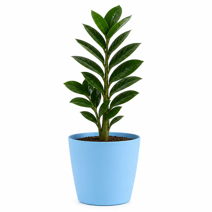 Zizi Plant - Master