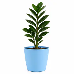 Zizi Plant - Master