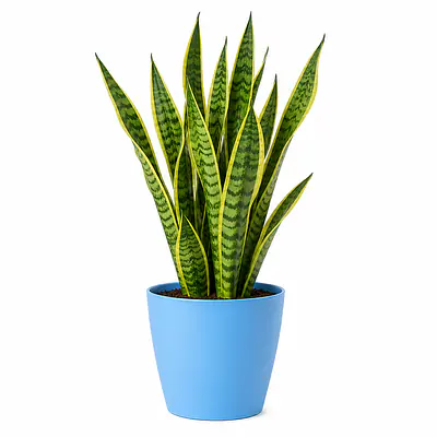 Snake Plant primary image