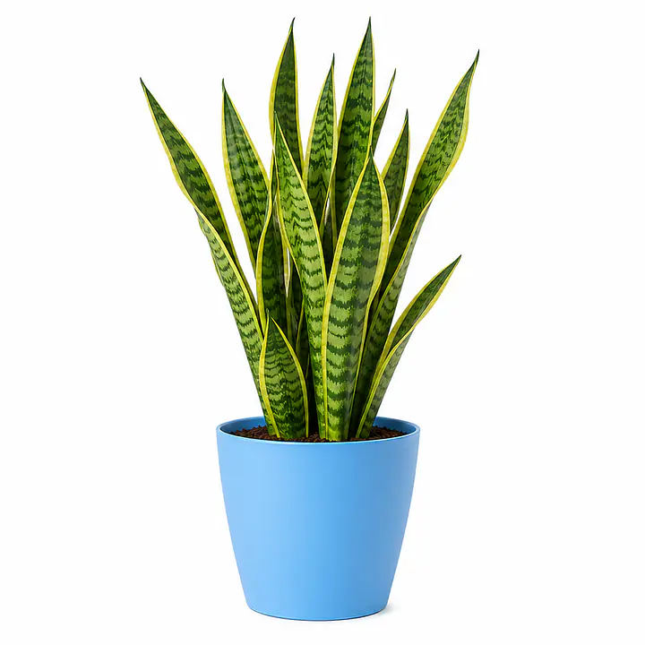Snake Plant - Master