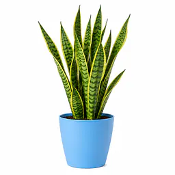 Snake Plant - Master