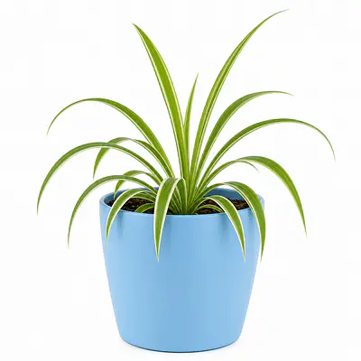Spider Plant primary image
