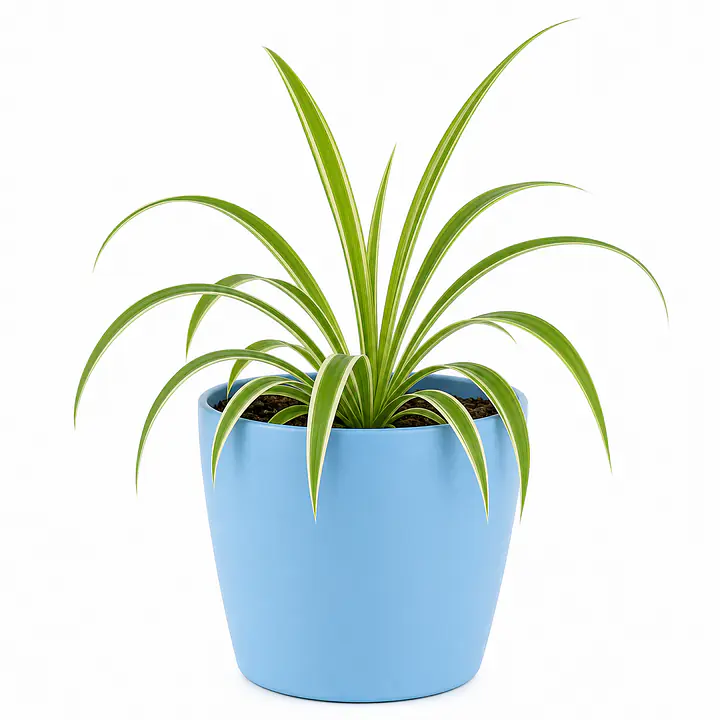 Spider Plant - Master