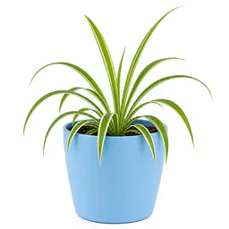 Spider Plant - Master
