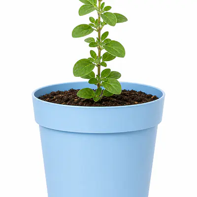 Oregano primary image