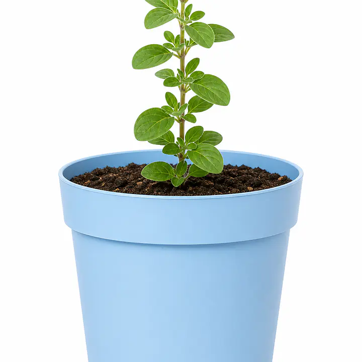 Oregano - Master