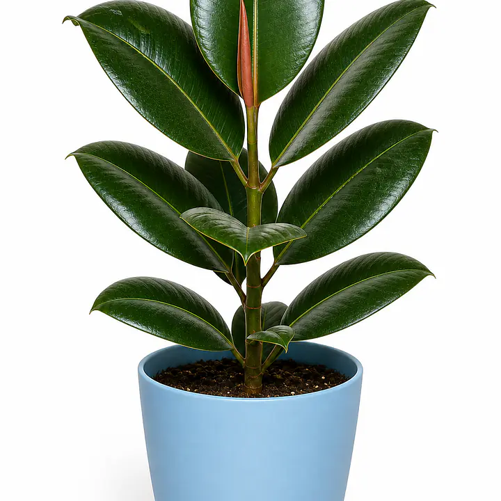 Rubber Plant - Master