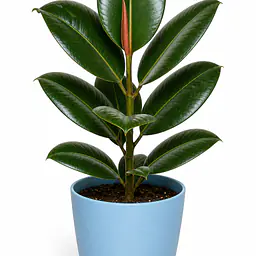Rubber Plant - Master