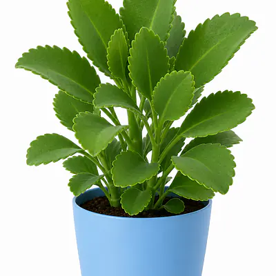 Life Plant primary image