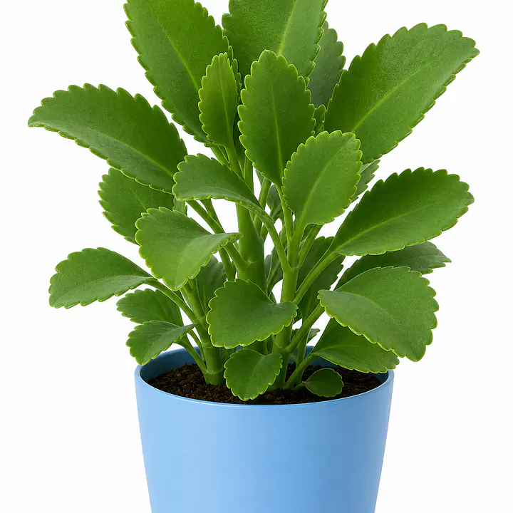 Life Plant - Master