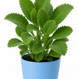 Life Plant - Master