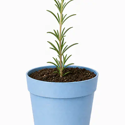 Rosemary Plant primary image