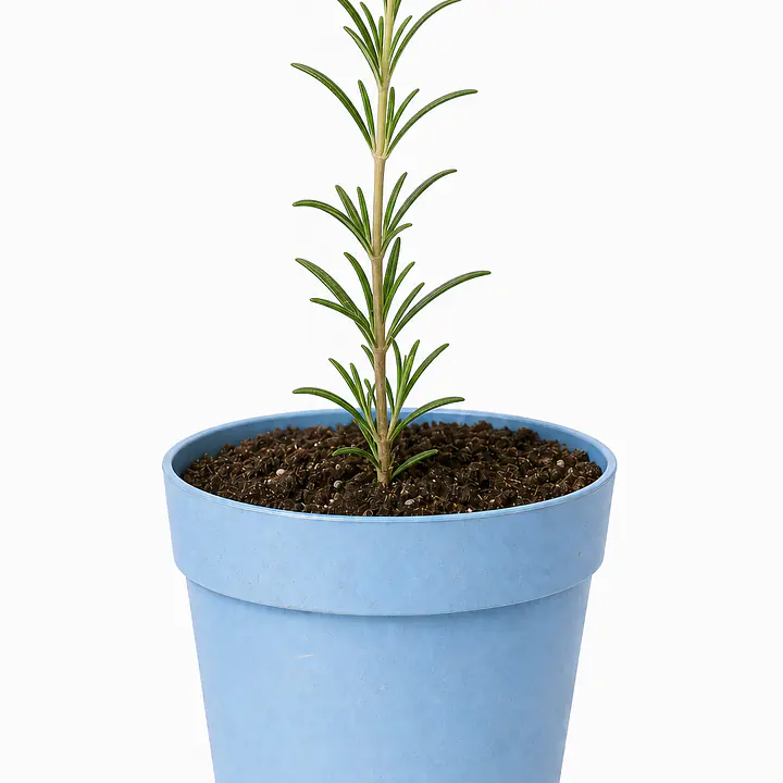 Rosemary Plant - Master