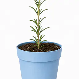 Rosemary Plant - Master