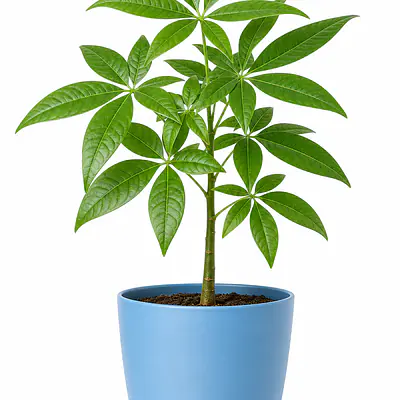 Money Plant primary image