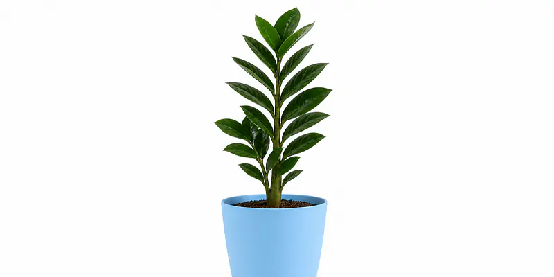 Meet Your New Favorite Houseplant (That Basically Takes Care of Itself)