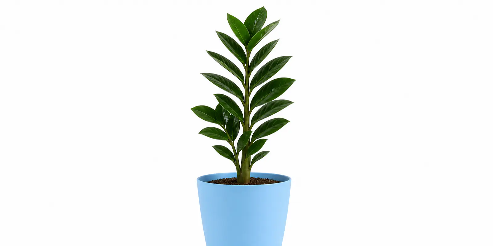 Meet Your New Favorite Houseplant (That Basically Takes Care of Itself)