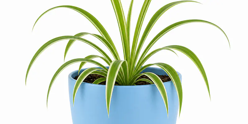 The Spider Plant: Your New Favourite Roommate