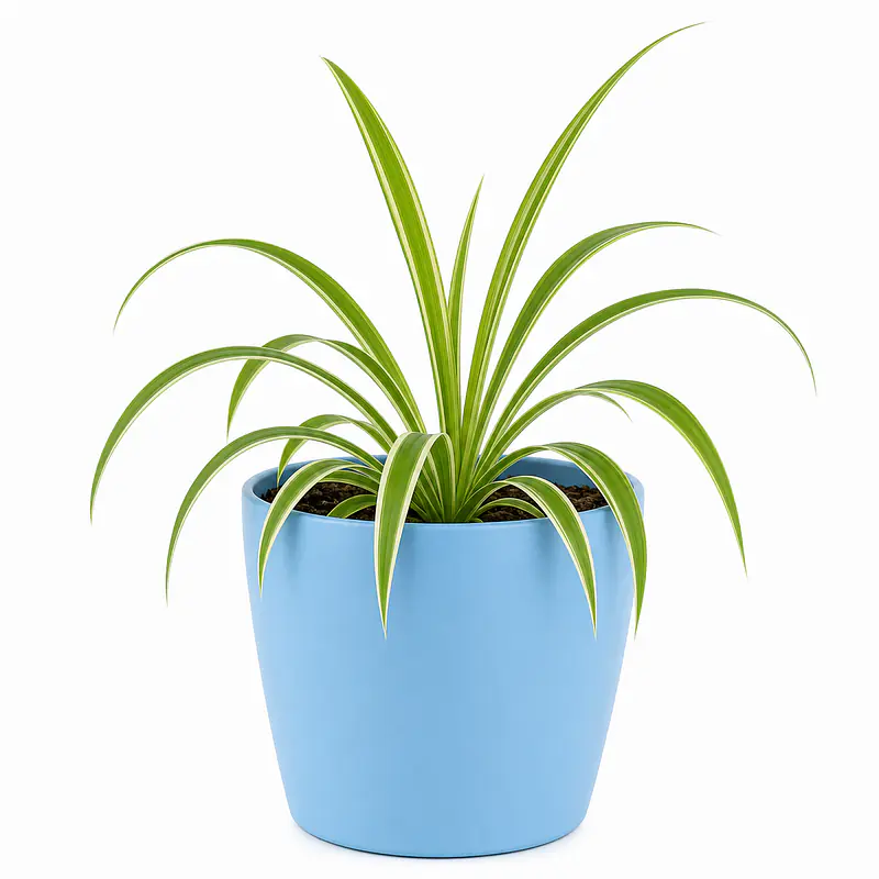 The Spider Plant: Your New Favourite Roommate